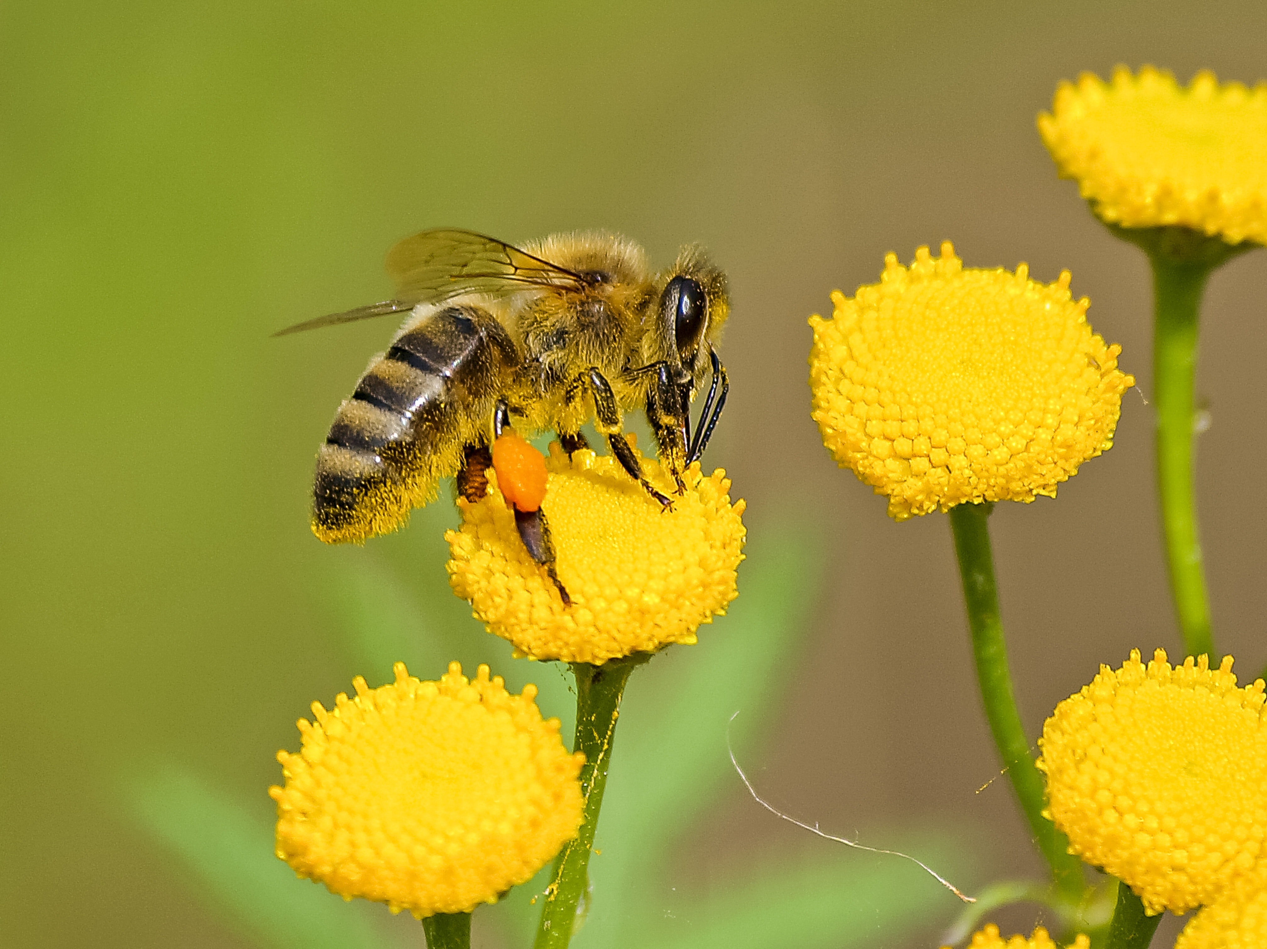 Honey bee swarm