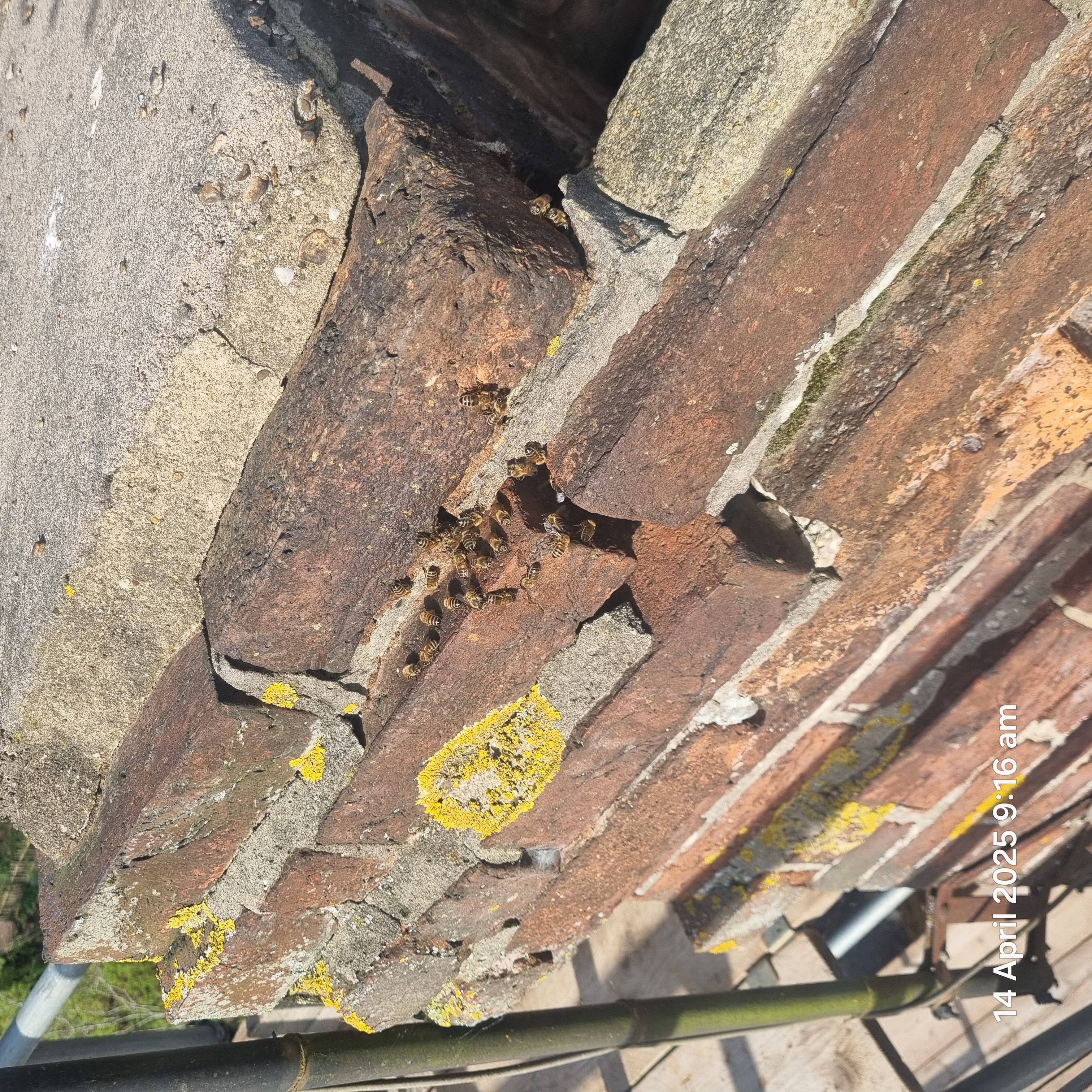 Bees in a chimney