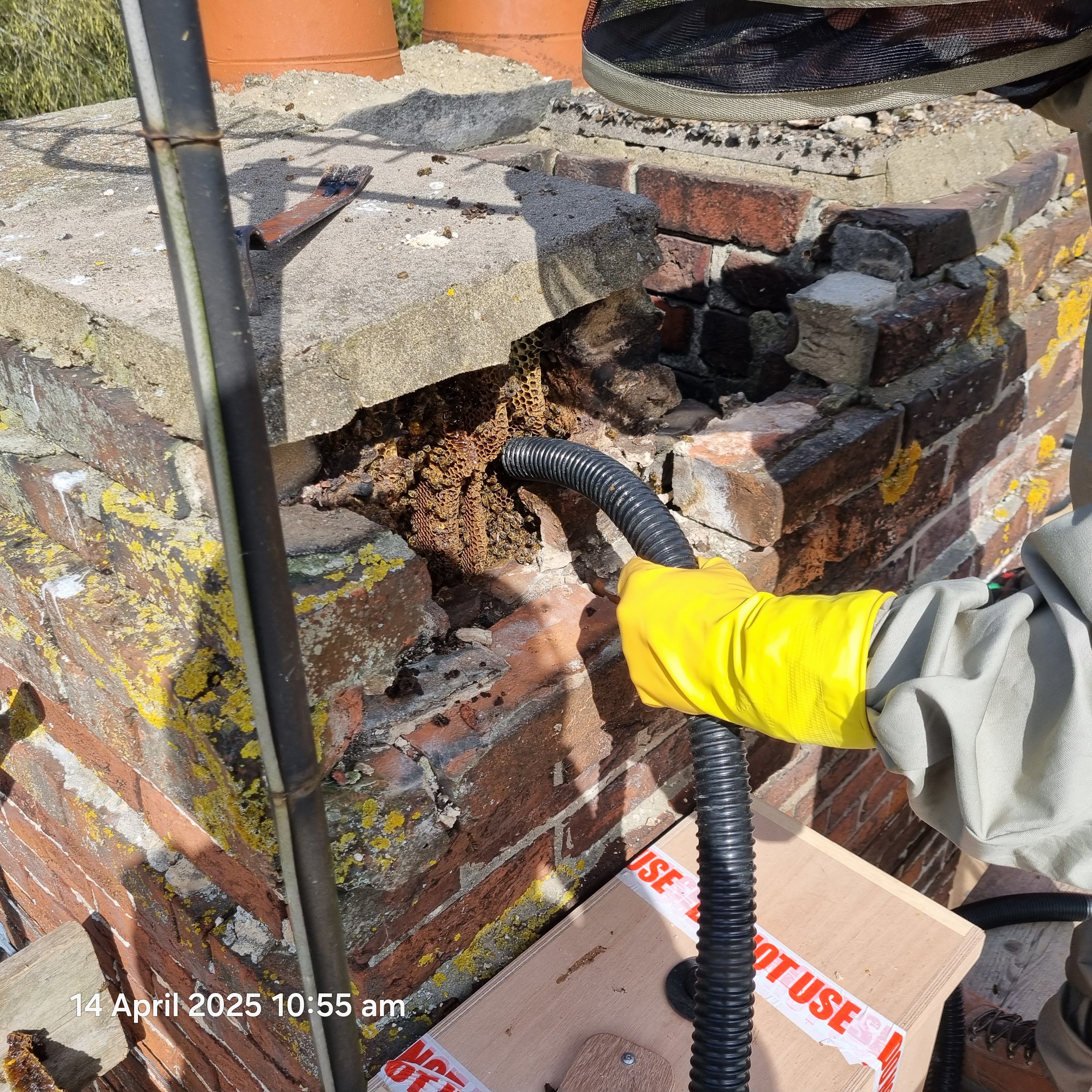 Removing bees from a chimney