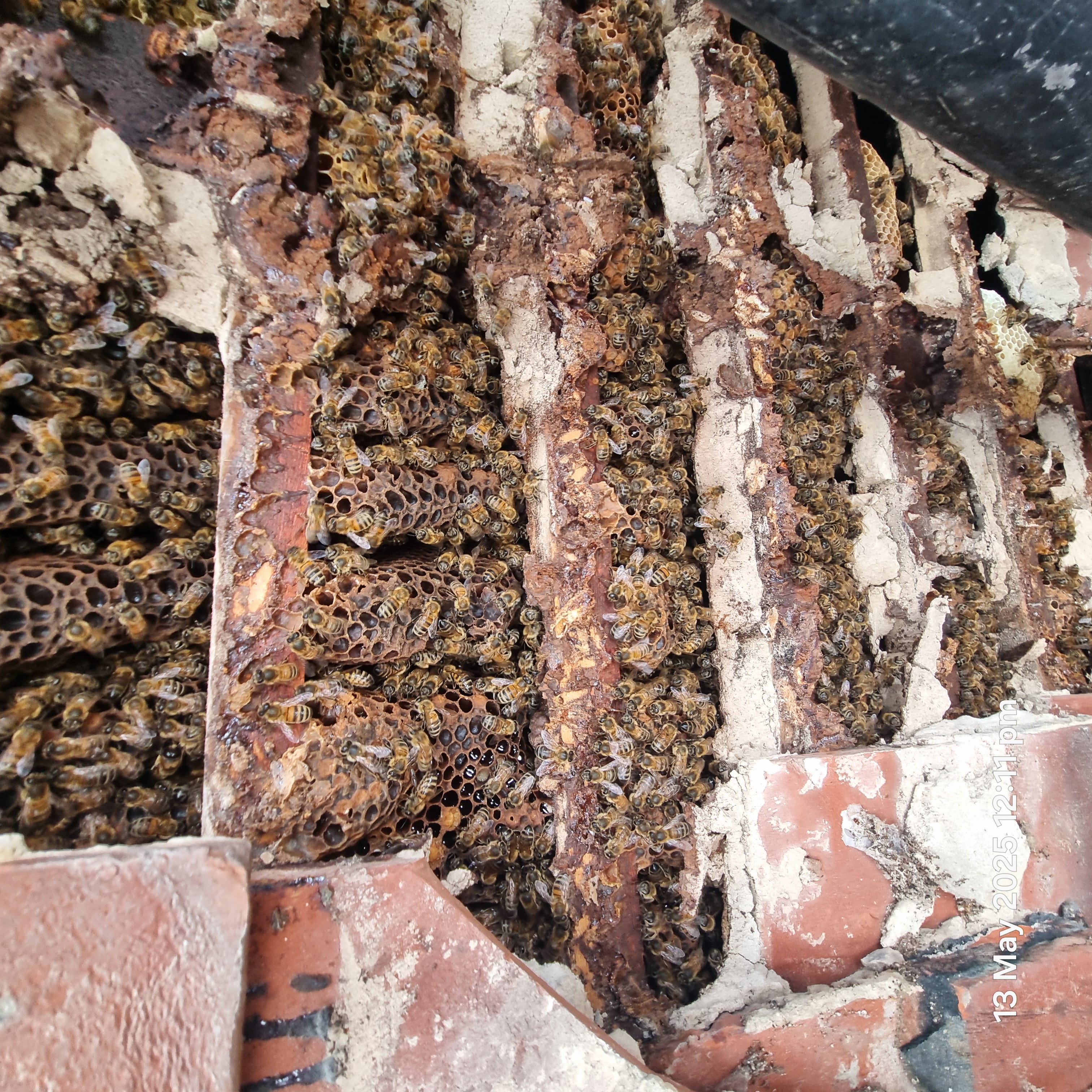 Bee removal from the side of a house
