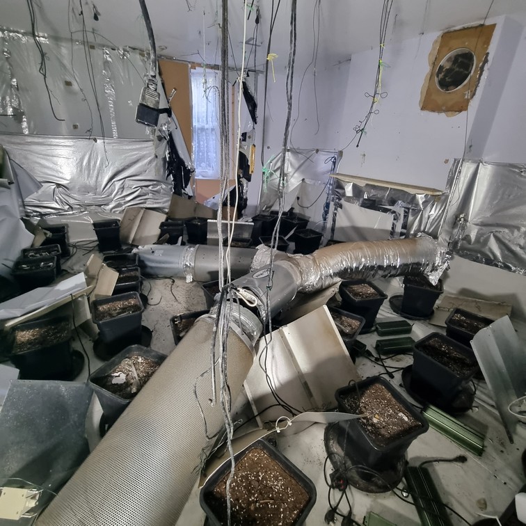 Property restoration required to clear cannabis farm